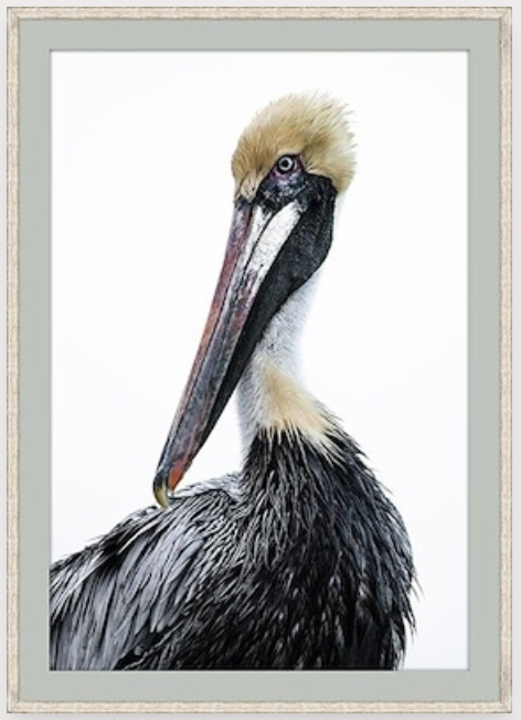 Pelican Study