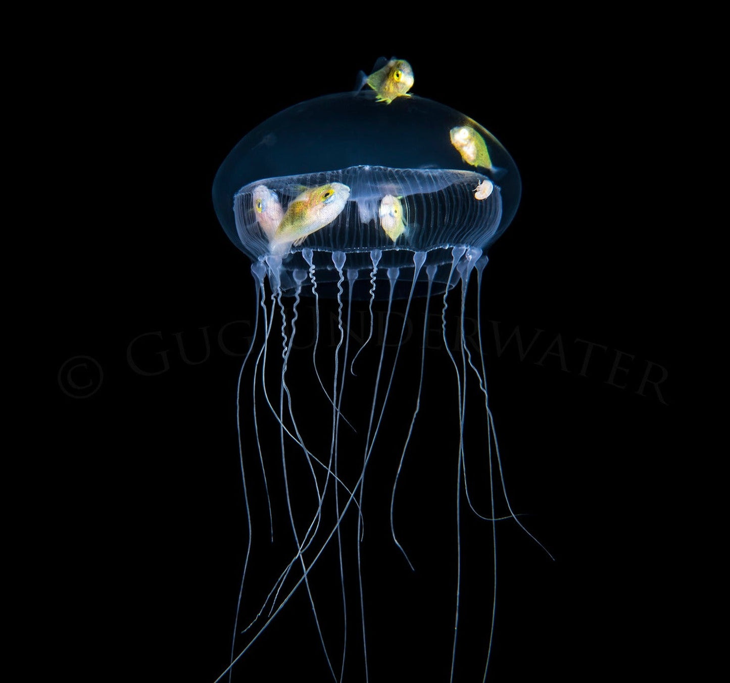 Abyssal Glow