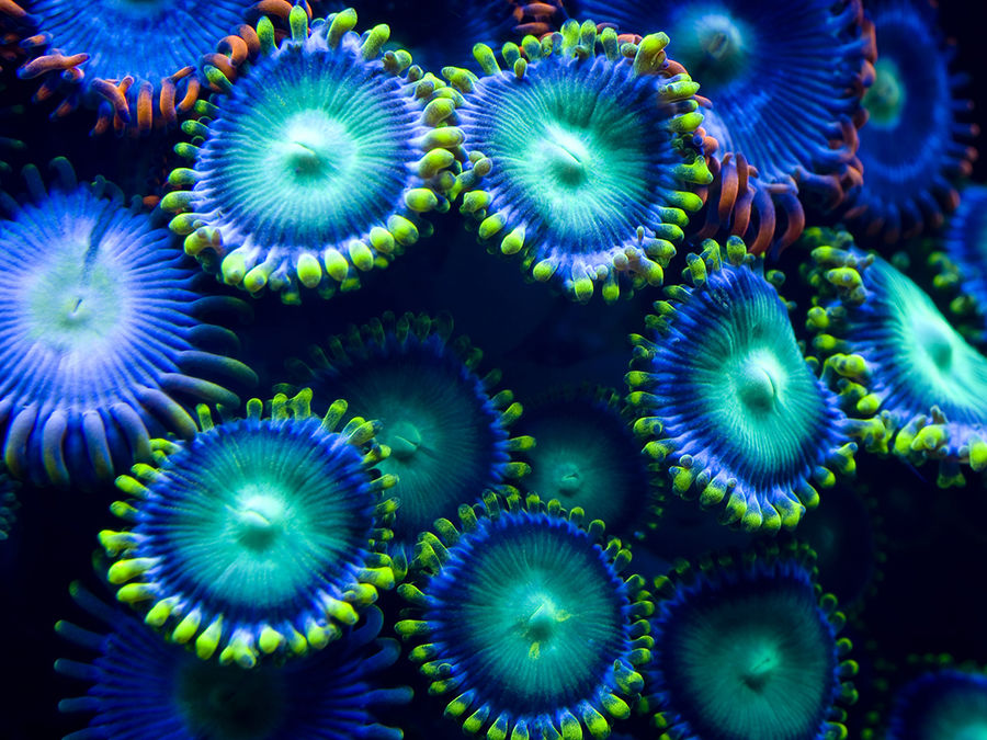 Eclipse Reef
