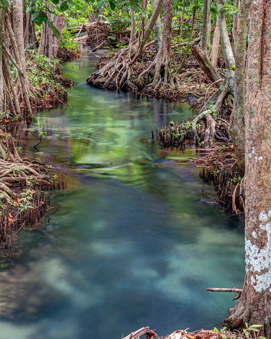 Ethereal Mangroves – Nature’s Tranquil Masterpiece