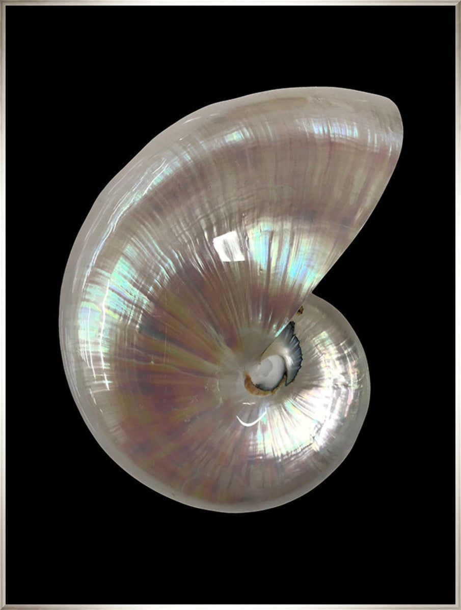 Nautilus Shell I, 30" x 40", Silver frame