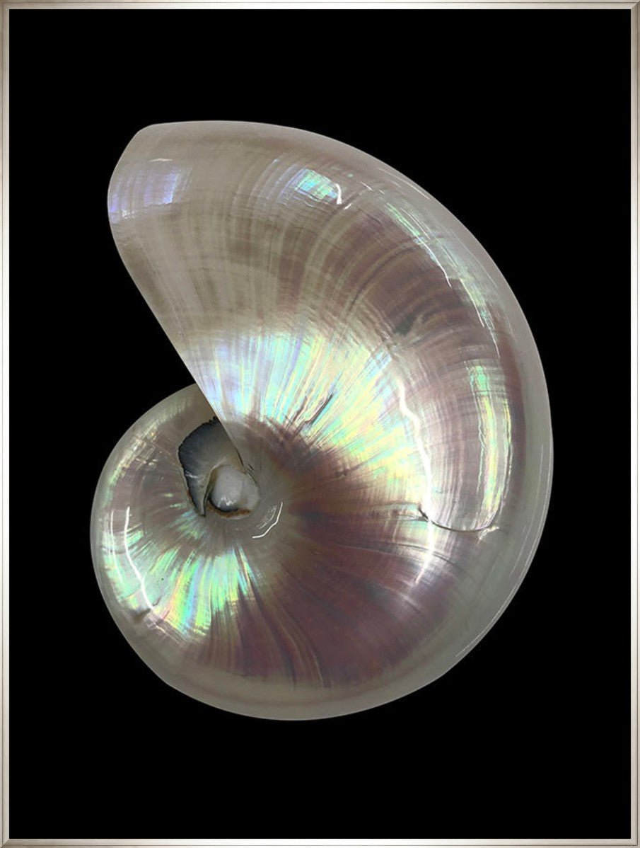 Nautilus Shell II, 24" x 32", Silver frame