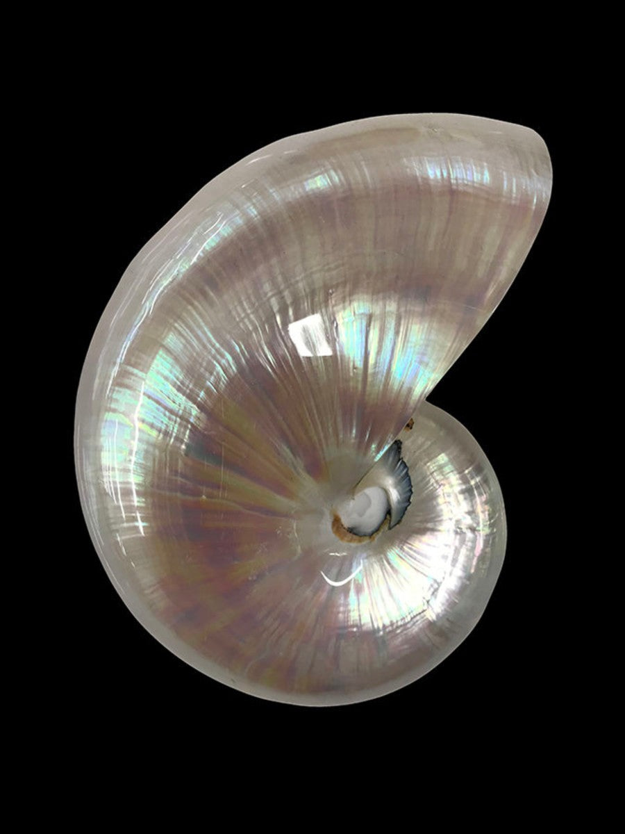 Nautilus Shell I, 24" x 32", Unframed