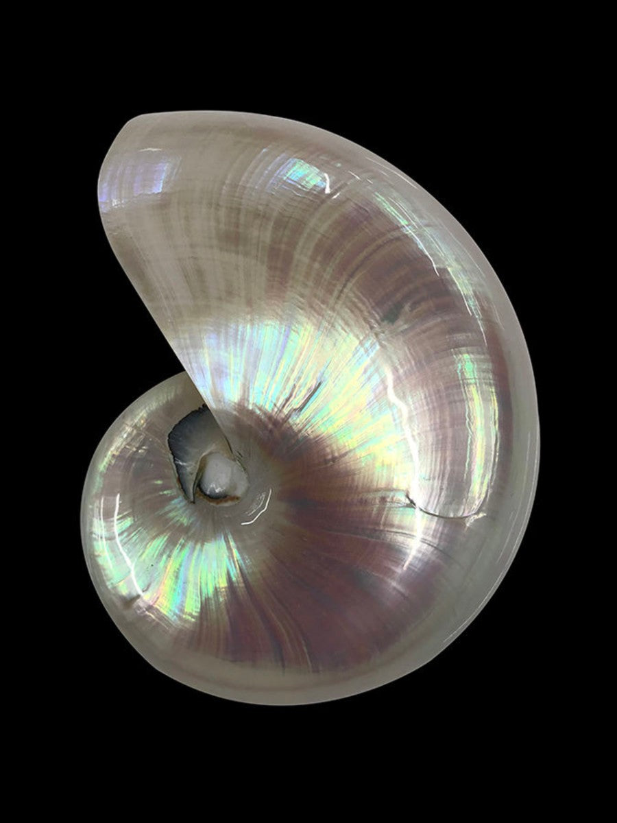 Nautilus Shell II, 36" x 48", Unframed