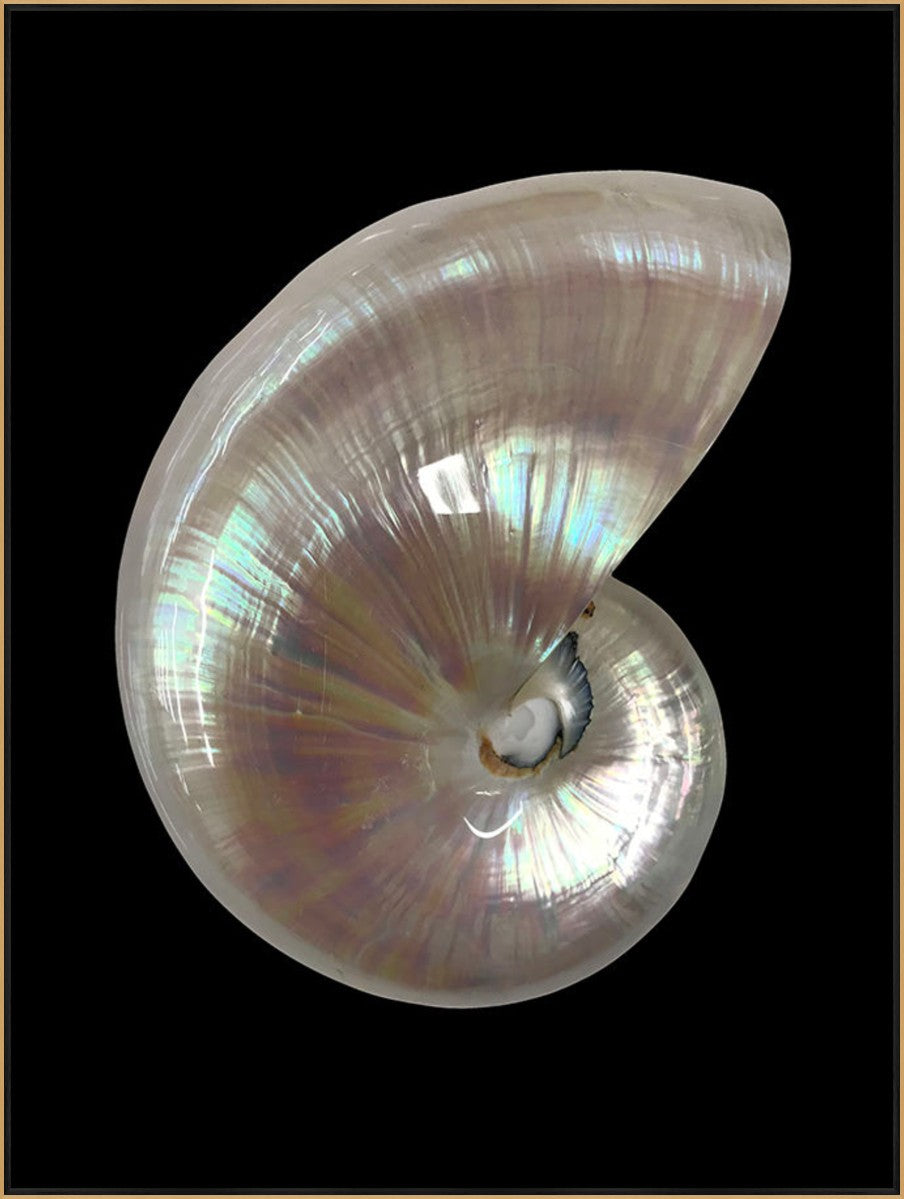 Nautilus Shell I, 24" x 32", Gold frame