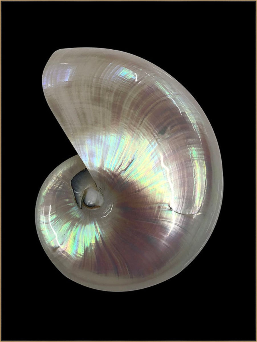 Nautilus Shell II, 36" x 48", Gold frame