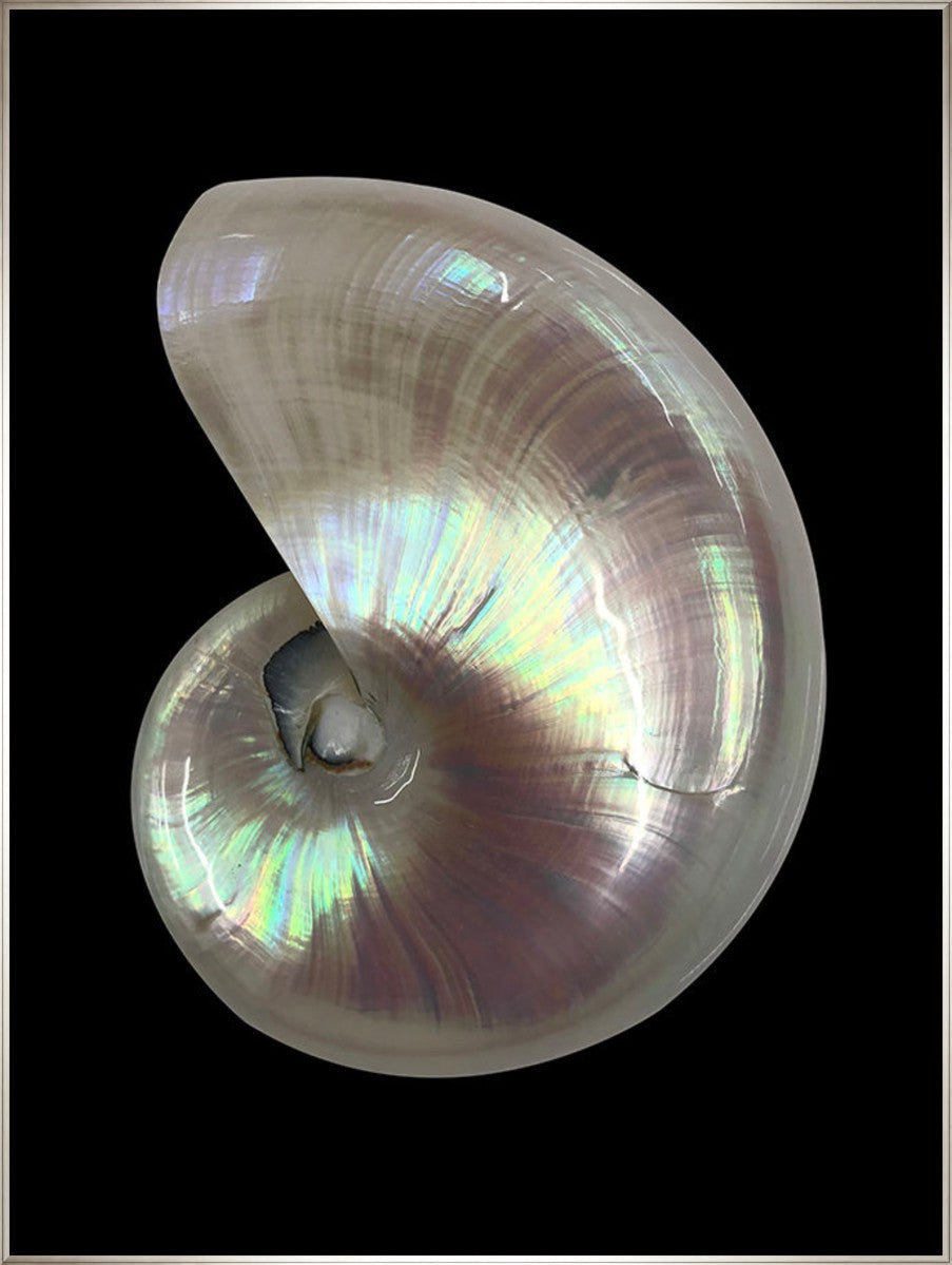 Nautilus Shell II, 36" x 48", Silver frame
