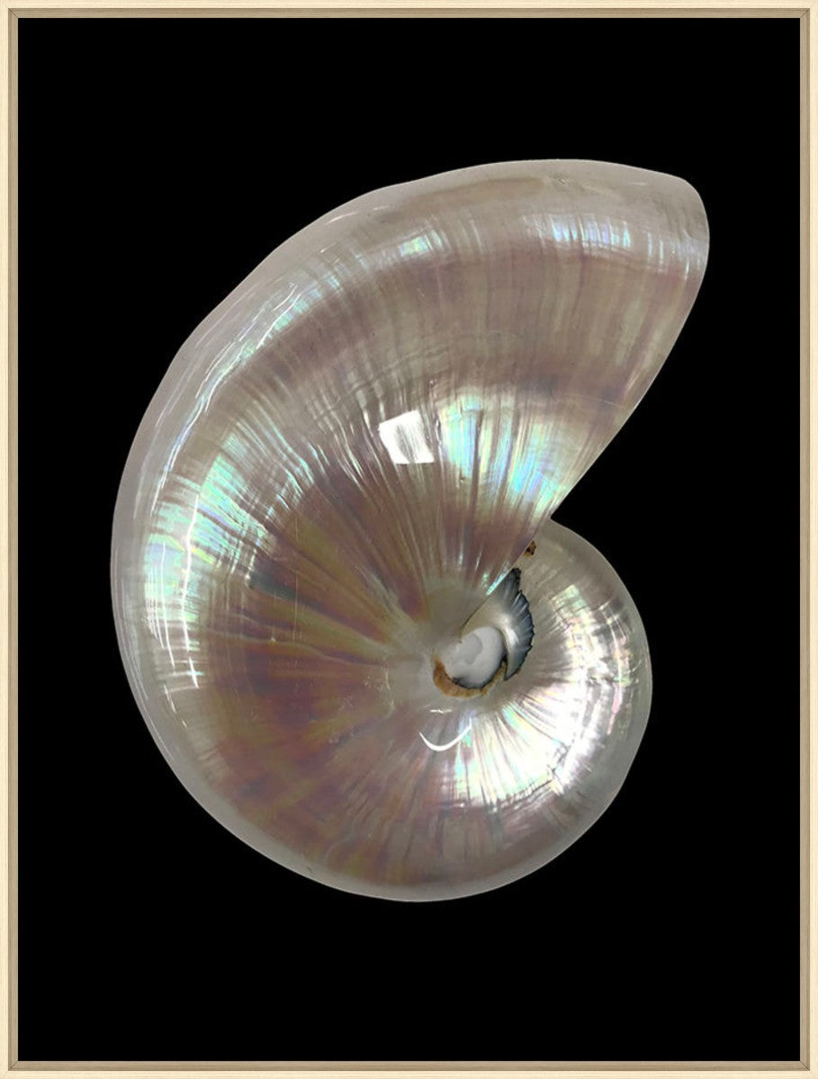 Nautilus Shell I, 24" x 32", Wood frame
