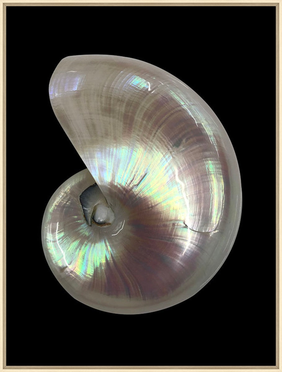 Nautilus Shell II, 24" x 32", Wood frame