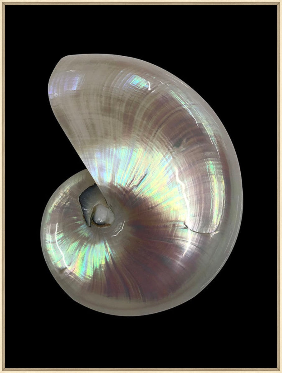 Nautilus Shell II, 30" x 40", Wood frame