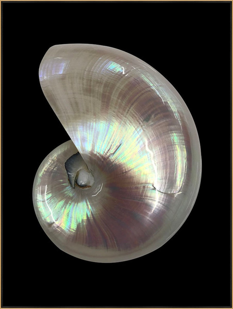 Nautilus Shell II, 24" x 32", Gold frame