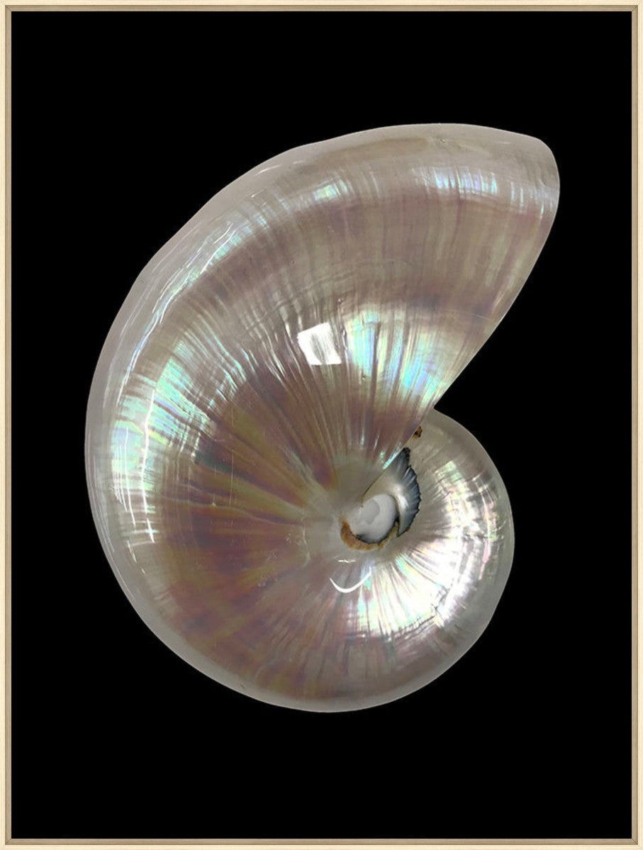 Nautilus Shell I, 30" x 40", Wood frame