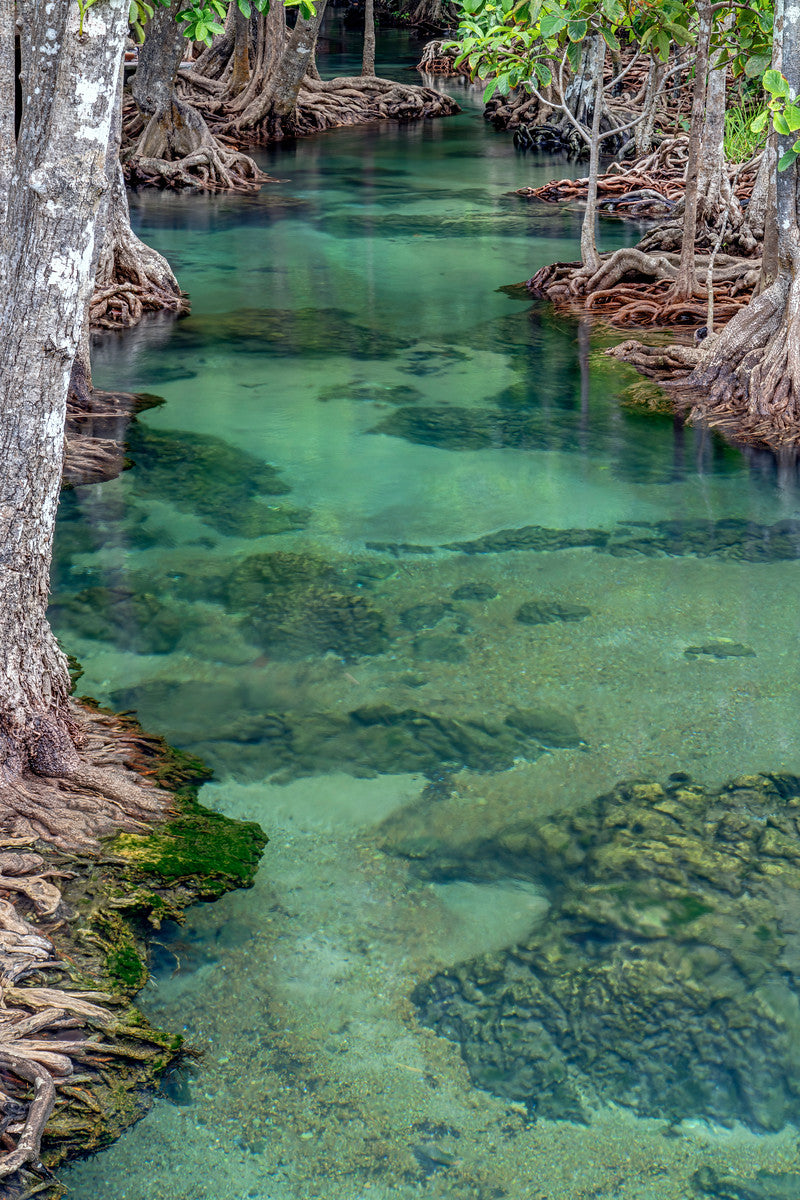 Mangroves in Thailand II