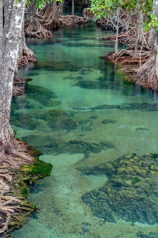 Mangroves in Thailand II