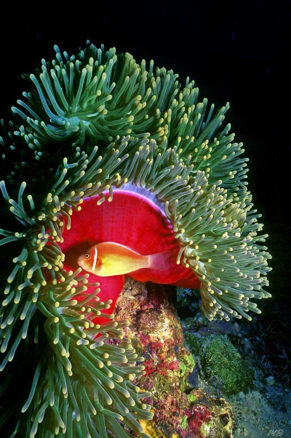 Coral with Clown FIsh